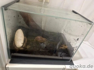 3 Achatschnecken mit Terrarium zu verschenken