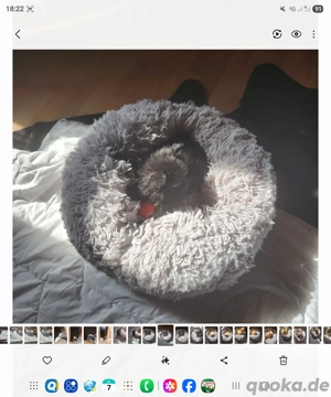 Chihuahua Langhaar Auszugsbereit 