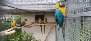 Gelbbrustara - Henne