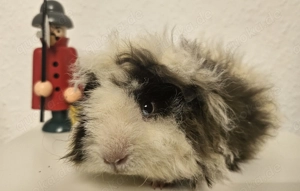 Alpaka, schoko-buff-weiß, Jungtier