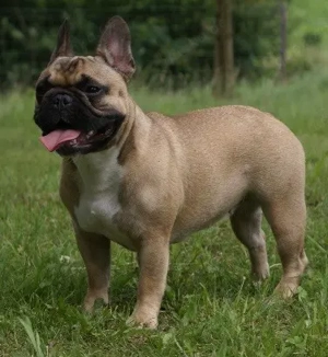 Suche eine   Französische Bulldogge nicht älter als 1 Jahr