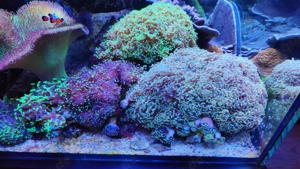 Euphyllia golden Nugget