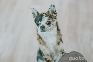 Pomeranian Chihuahua mix