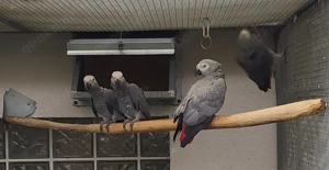 0,2 Graupapagei - Hennen