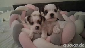 BiewerYorkshire Welpen 