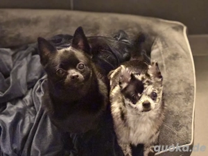 Pomeranian Chihuahua mix