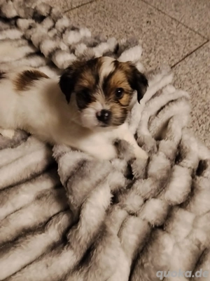 BiewerYorkshire Babys 