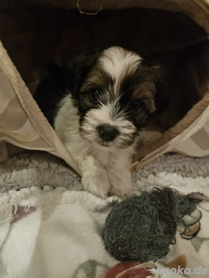 Einzigartige BiewerYorkshire Babys 