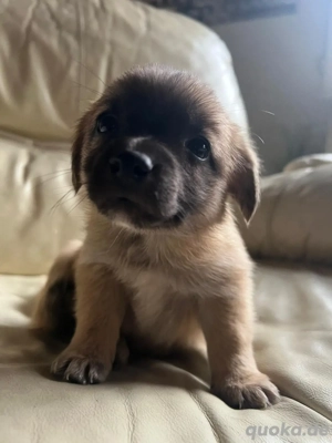 dakel jack russel mix 