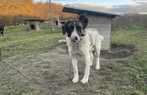 Aufgeschlossene Allegra sucht liebevolles Zuhause