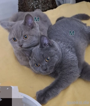 BKH Kitten abholbereit 