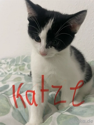 katzen in liebevolle hände abzugeben 