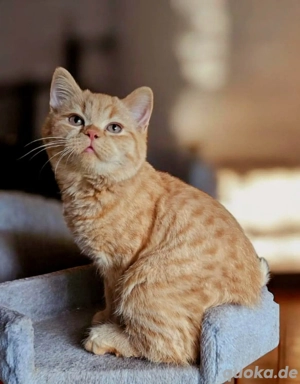 Wunderschöne BKH Babys Bild 2