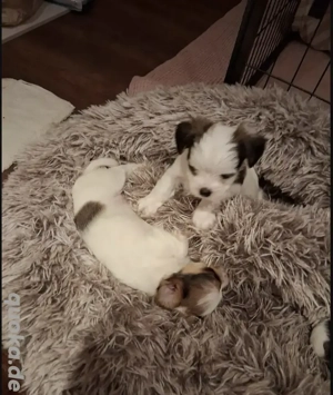 BiewerYorkshire Babys sehr selten 