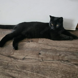 BKH Mix Kater wunderschön 