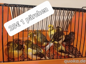 Kanarienvögel  Bild 2