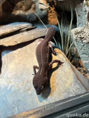 Leopardgecko MSSBN 0.1 Eclipse