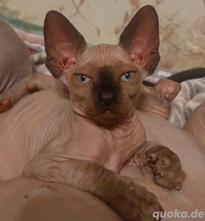 Sphinx kitten 