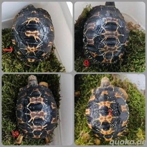Strahlenschildkröte - Astrochelys Radiata 2025 