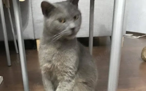 Sanfer Gefährte Danny Blue			 Bild 5