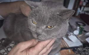 Sanfer Gefährte Danny Blue			 Bild 6