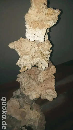 Meerwasser Riffsäule