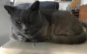 Sanfer Gefährte Danny Blue			