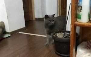 Sanfer Gefährte Danny Blue			 Bild 3