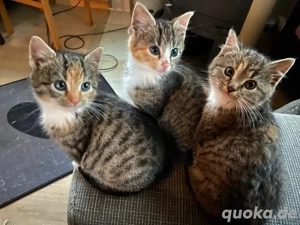 Drei süsse Weihnachtskätzchen an liebevolle Katzenliebhaber zu verkaufen 