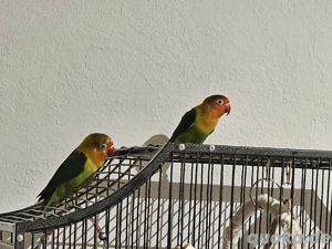 Pfirsichköpfchen mit Zubehör