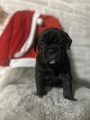 Old Englisch Bulldoggen Welpen Bild 2