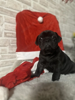 Old Englisch Bulldoggen Welpen Bild 3