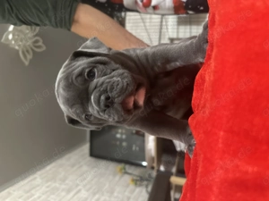 Old Englisch Bulldoggen Welpen Bild 5