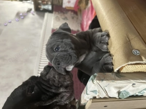 Old Englisch Bulldoggen Welpen Bild 4