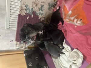 Old Englisch Bulldoggen Welpen Bild 6