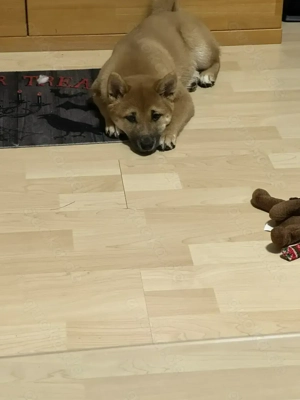 Süße Shiba Inu Welpin sucht ein liebevolles Zuhause!