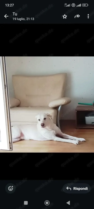 Labrador sucht jemand mit Grobe Herz Bild 4