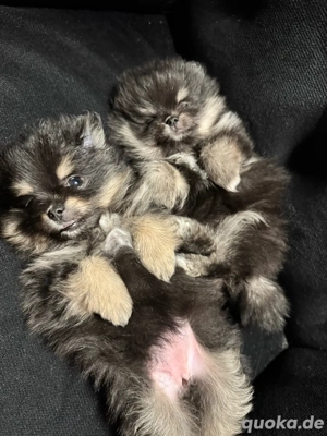Pomeranian Welpen