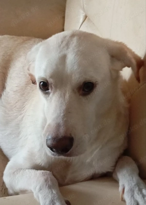 Labrador sucht jemand mit Grobe Herz Bild 2