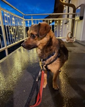 Lillyfee lebt in 51709 Marienheide und sucht ihre Menschen für immer!