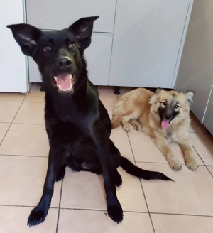 Junge mittelgroße  Hundin 