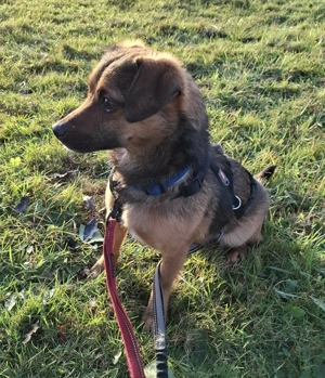 Lillyfee sucht noch ihr endgültiges Zuhause