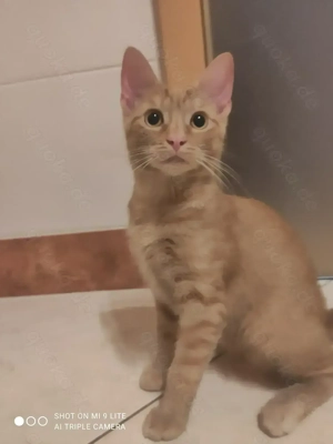 Sam mix  Babys Katzen 