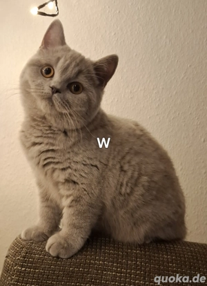 BKH Kitten abholbereit 