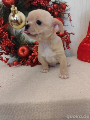 Chihuahua Welpen suchen neu family Bild 5