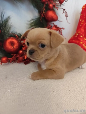 Chihuahua Welpen suchen neu family Bild 3