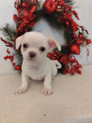 Chihuahua Welpen suchen neu family