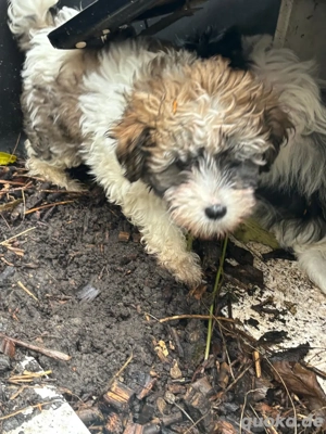 Chinese crested Powderpuff Welpen, geb. 1.10.2025