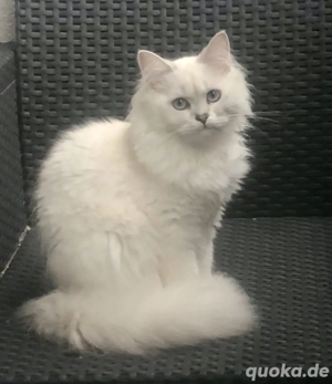 Reinrassig BLH weiblich sucht eine neues Zuhause.  Bild 4