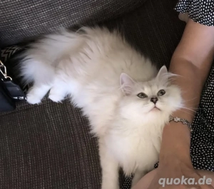 Reinrassig BLH weiblich sucht eine neues Zuhause.  Bild 2